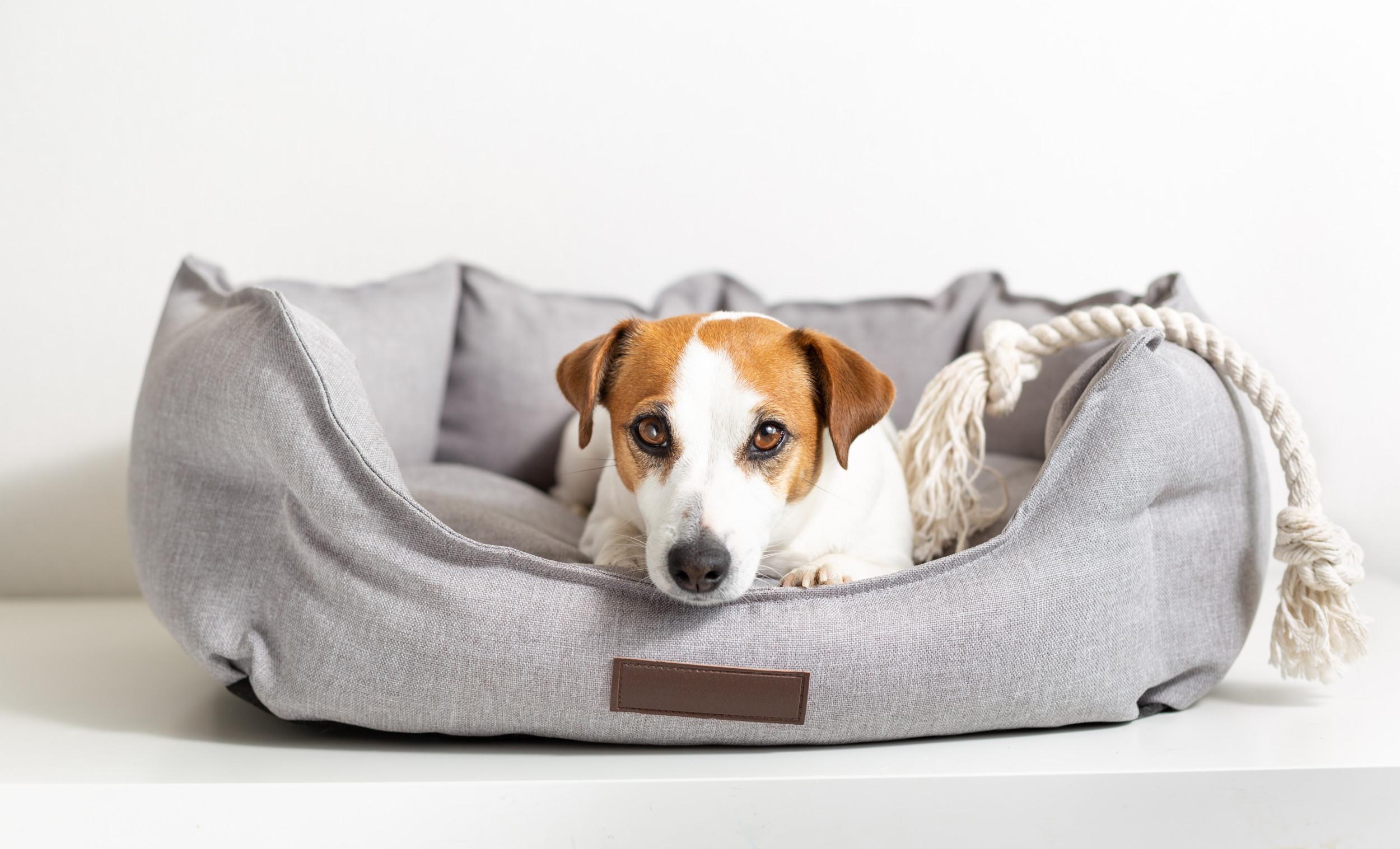 How Often You Need to Clean Your Dog Bed to Prevent Germs