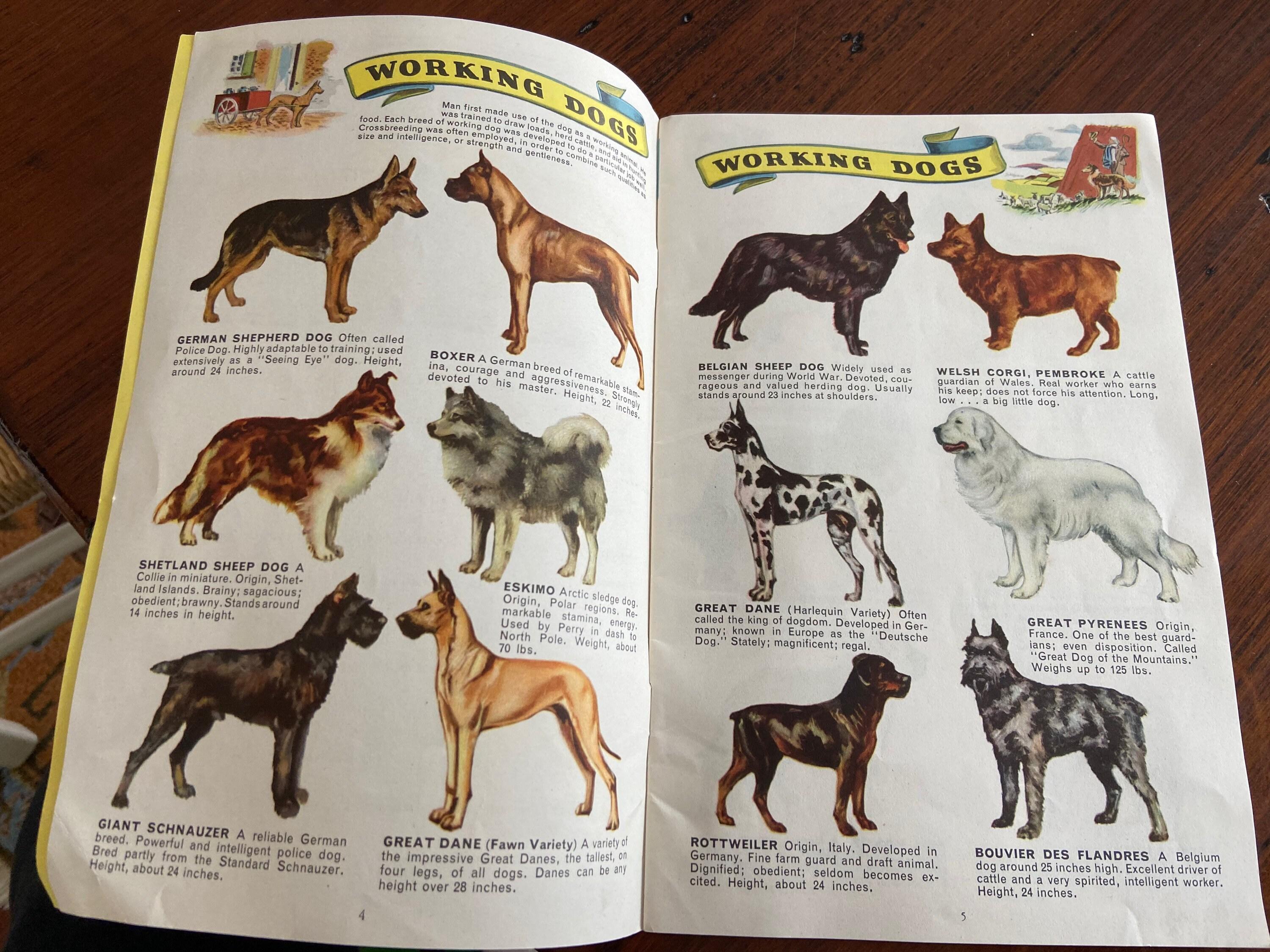 Dogs of the World 1940 Guidebook - Etsy Norway