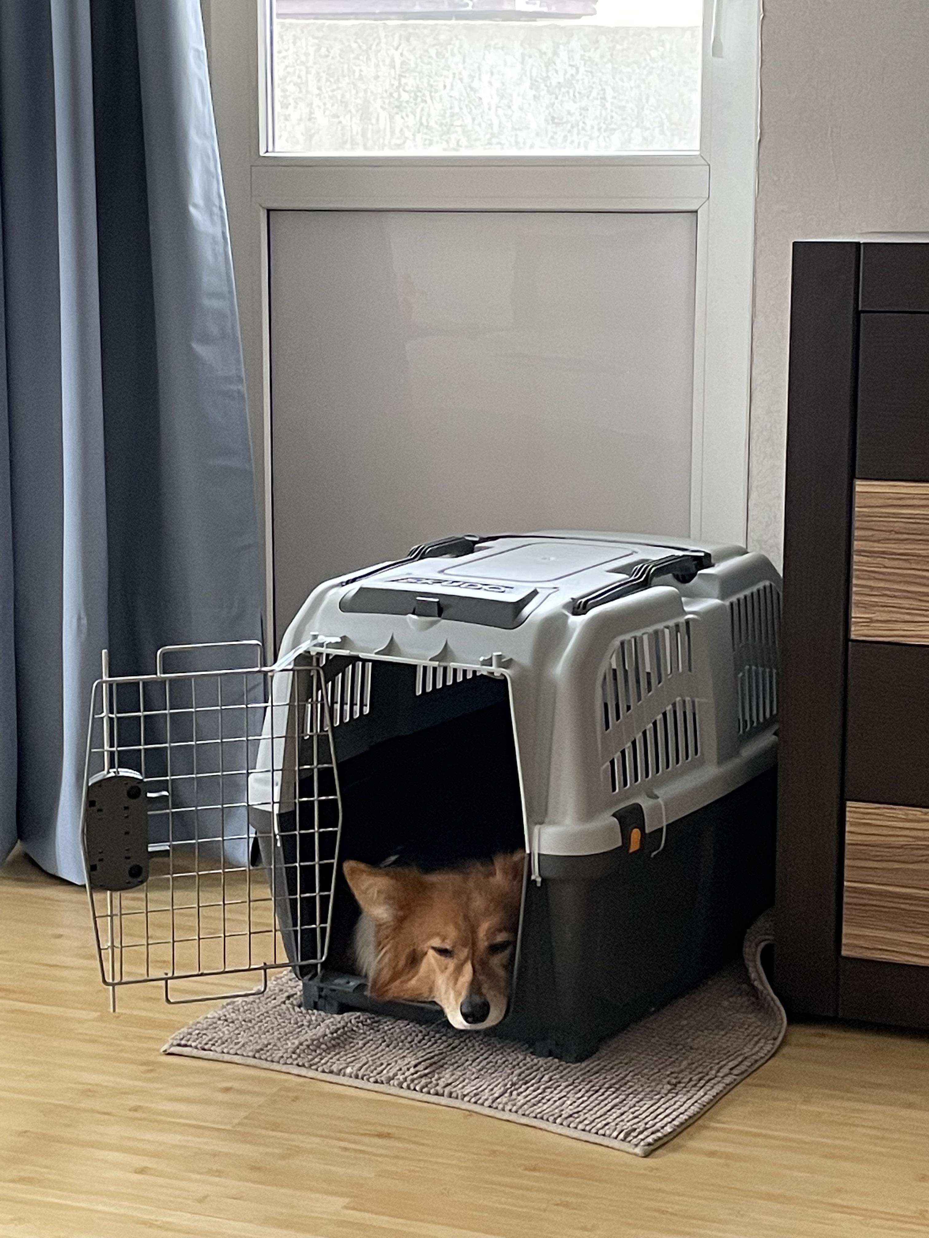 Hey guys! I have a 4 hour flight with my dog in 10 days. I need ...