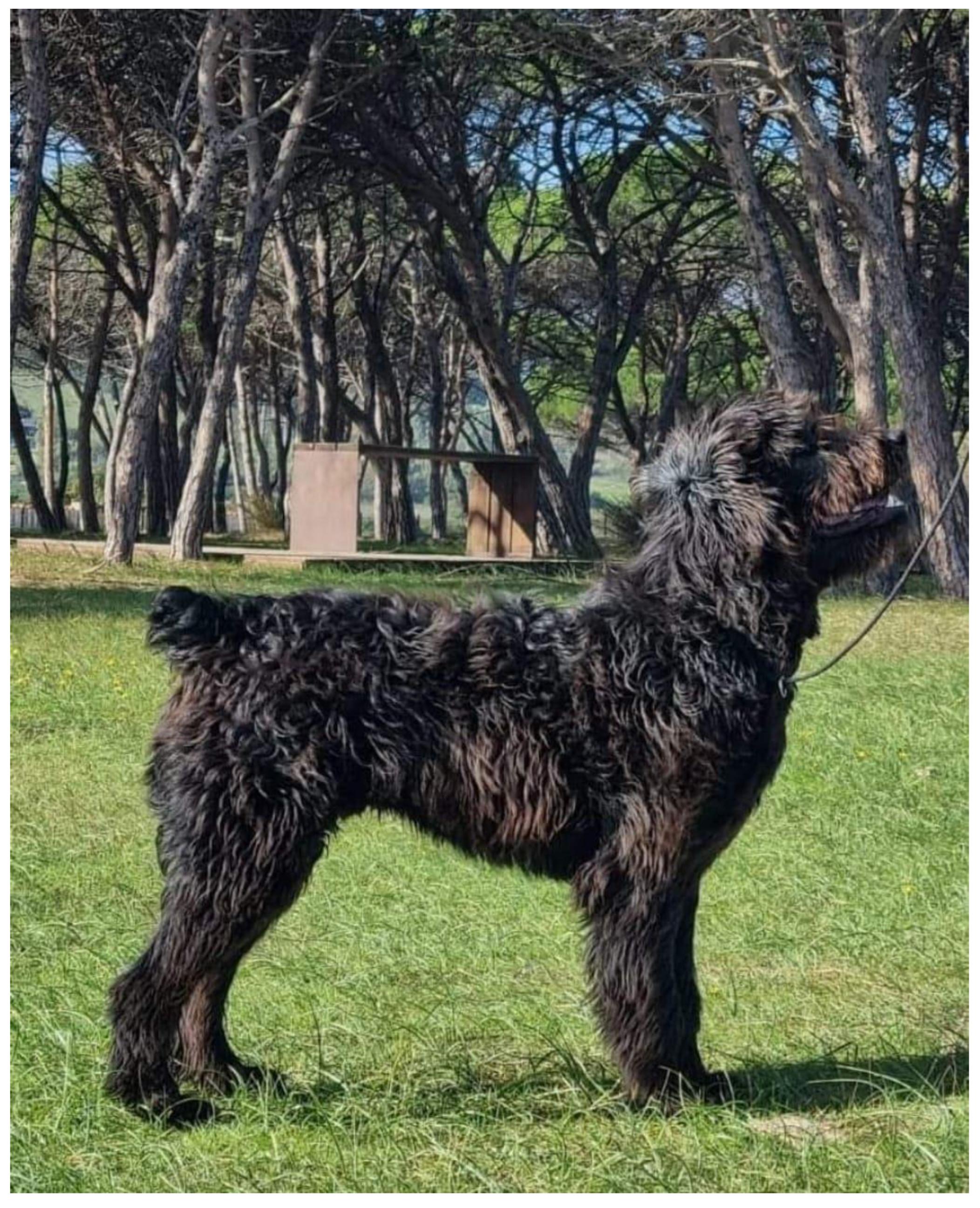 Animals | Free Full-Text | Genomic Analysis of the Endangered ...