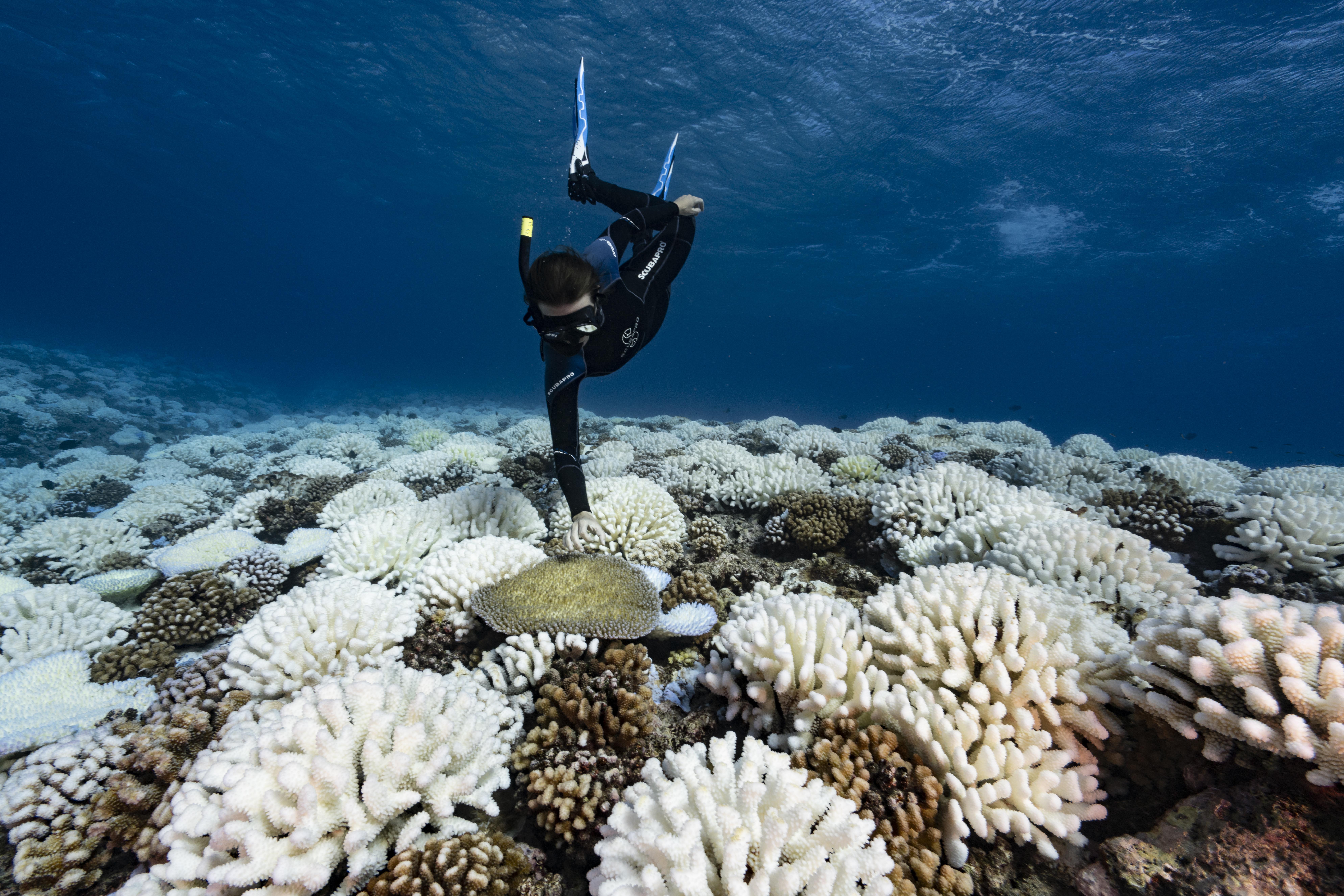 Big Reefs in Big Trouble: New Research Tracks a 50 Percent Decline ...