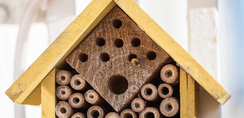 Native <b>Bee</b> Project | Planet <b>Bee</b>