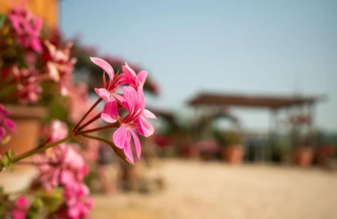 B&B Aesis La Dolce Collina-1