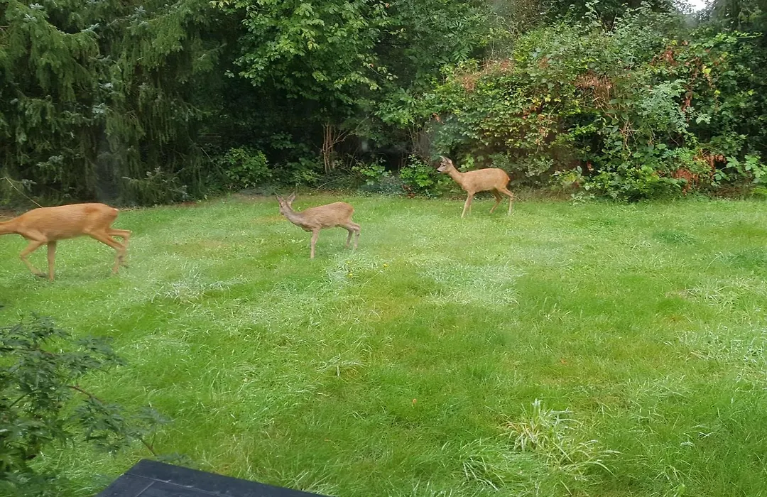 Natuurhuis Drents-Friese Wold-1