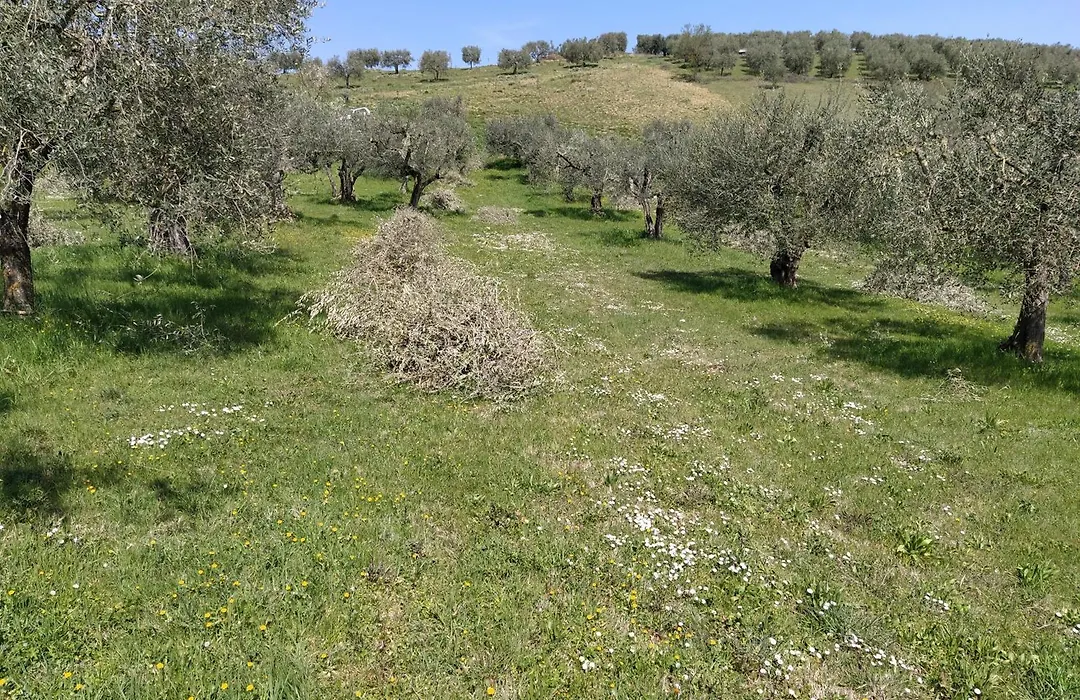 Antica Masseria Lo Conte-1