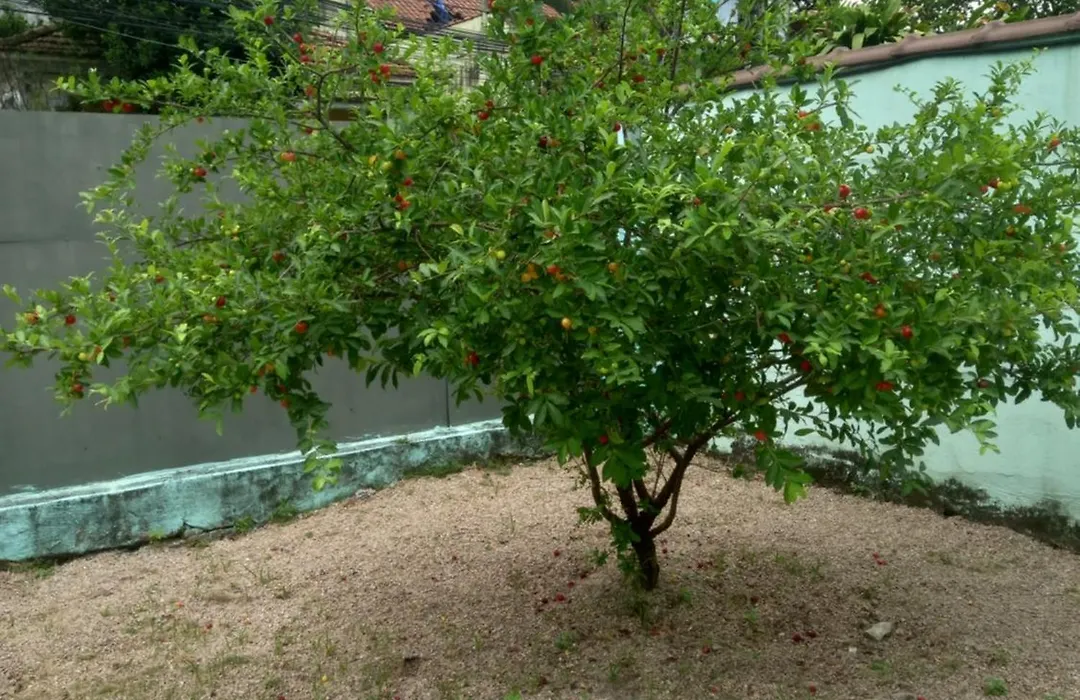 Jardim Paraíso-1