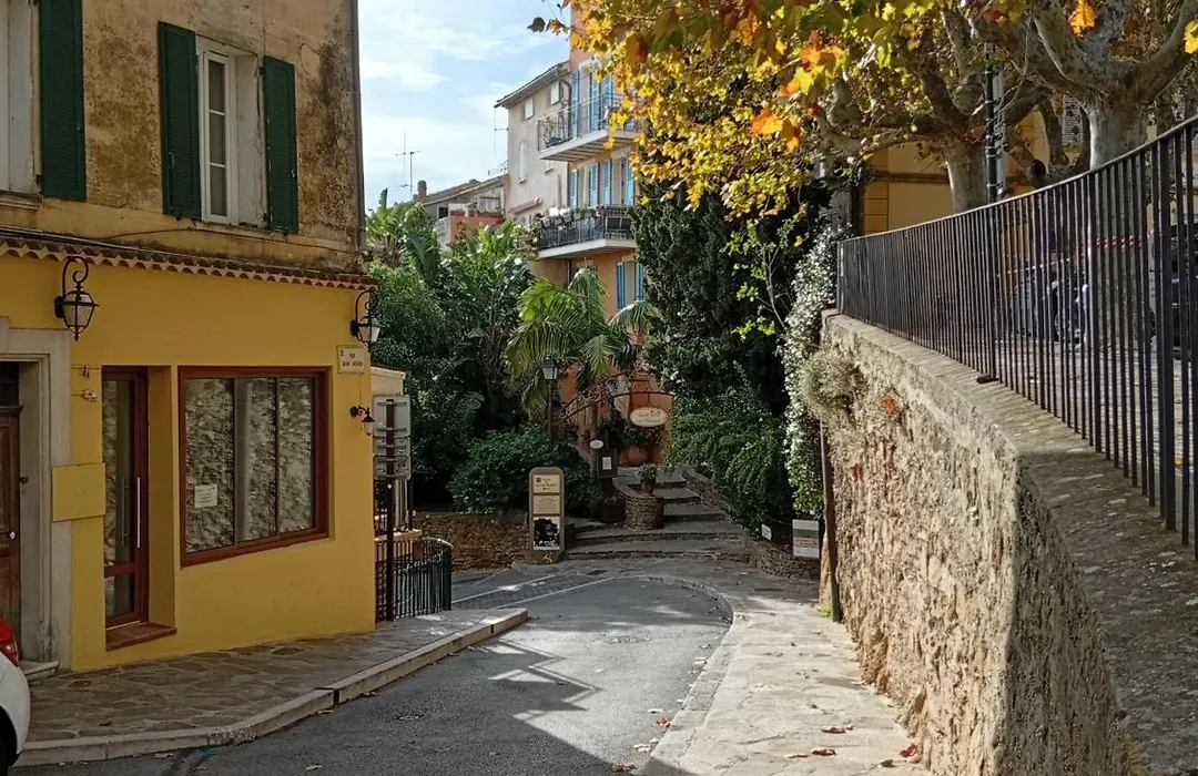 Le Pin d'Alep-1