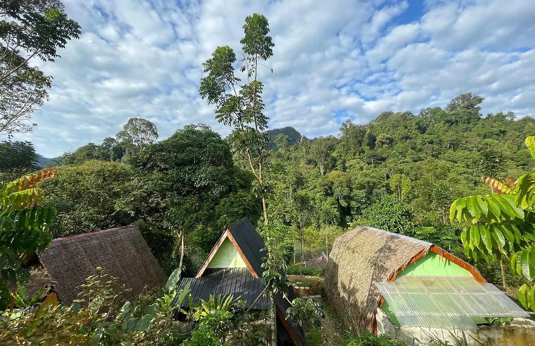 Green Forest Tangkahan-1