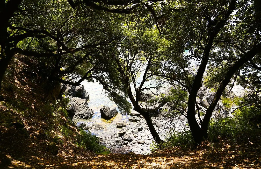 illicini-1