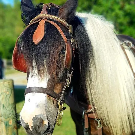 Les Chevaux De L'Hippocampe-3