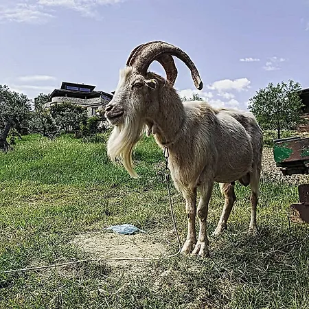 Agriturismo il Tratturo B&B-3