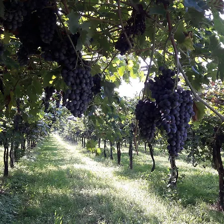 Agriturismo Camparella-3
