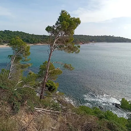 Le Pin d'Alep-3