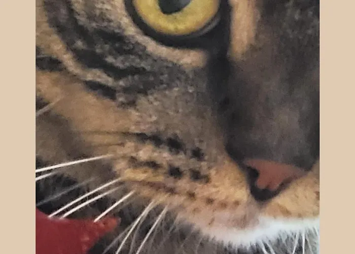 Auberge: Plug Inn Montmartre By Hiphophostels