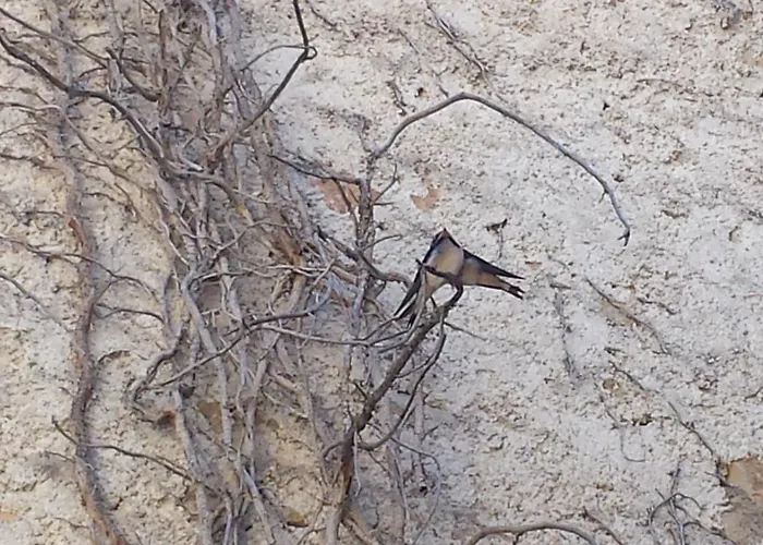 Casa vacanze: Agriturismo Cashmere