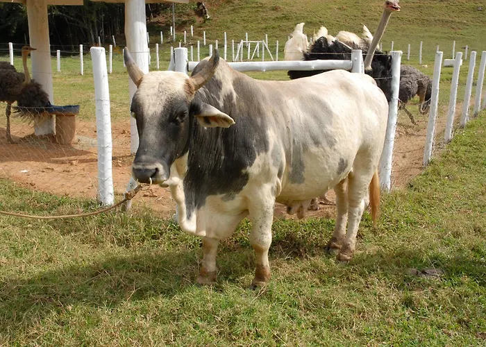 Hotel para famílias: Hotel Fazenda Village Montana