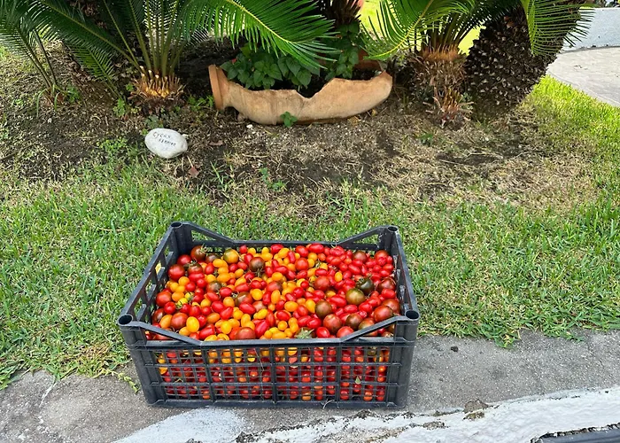 Resort: Hotel Boutique Ideal