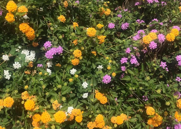 Gelso