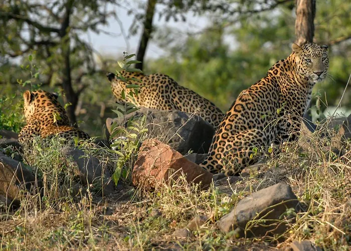 Postcard Gir Wildlife Sanctuary