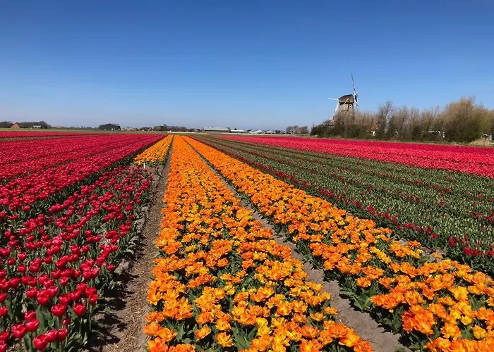 Zwarte Ruiter