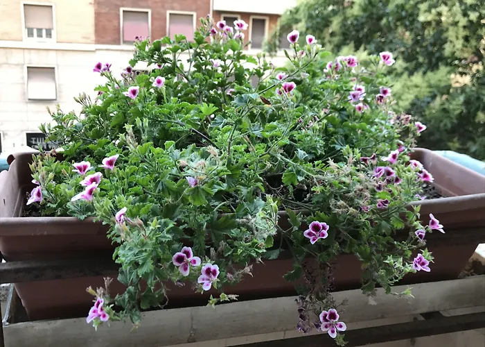 Pardis Guest House