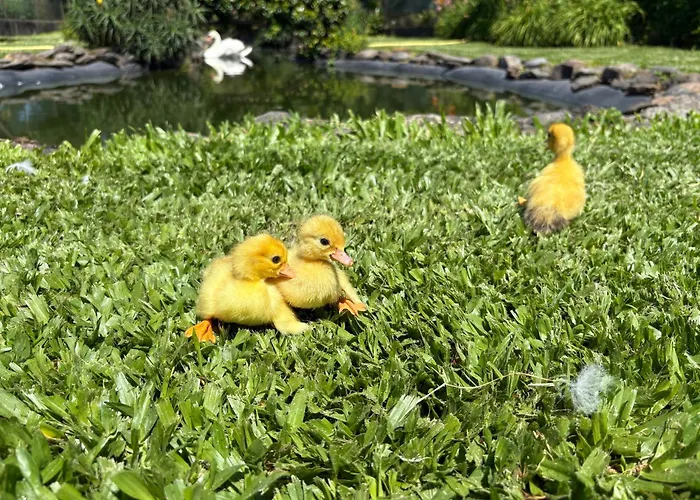 Hotel: Casa Da Pedrosa