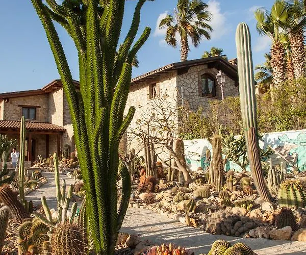 Garden Cactus