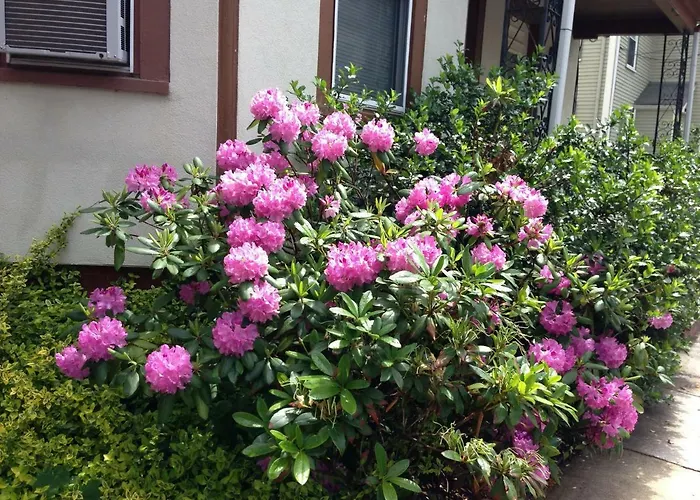 Bed and Breakfast Bowers House Bnb Harvard Mit Cambridge Boston